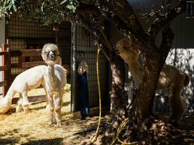 Oltre a possedere oltre 22 variet� di colori che vanno dal beige al bianco panna fino al marrone chiaro e nero, la lana degli alpacam la cosiddetta �fibra degli dei�, � anallergica e ha in s� propriet� battericida e acaricida